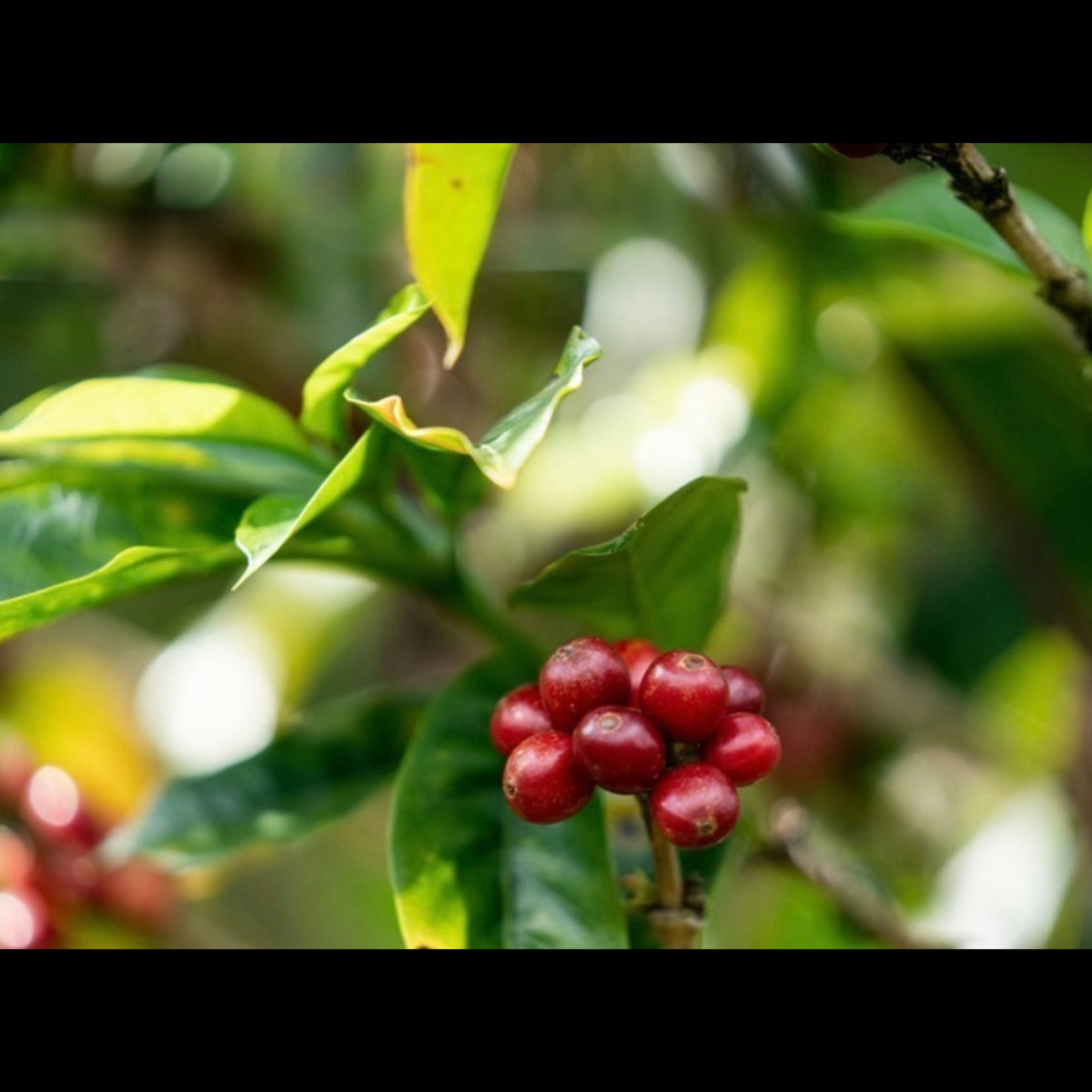 DARK SIDE OF THE BREW / PERU FTO ASPRROVCAJ