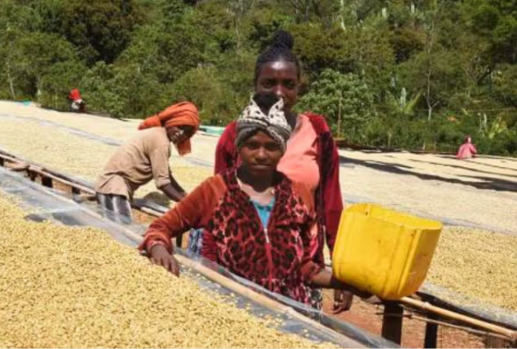 ETHIOPIA WEST ARSI REFISA / BREWIO