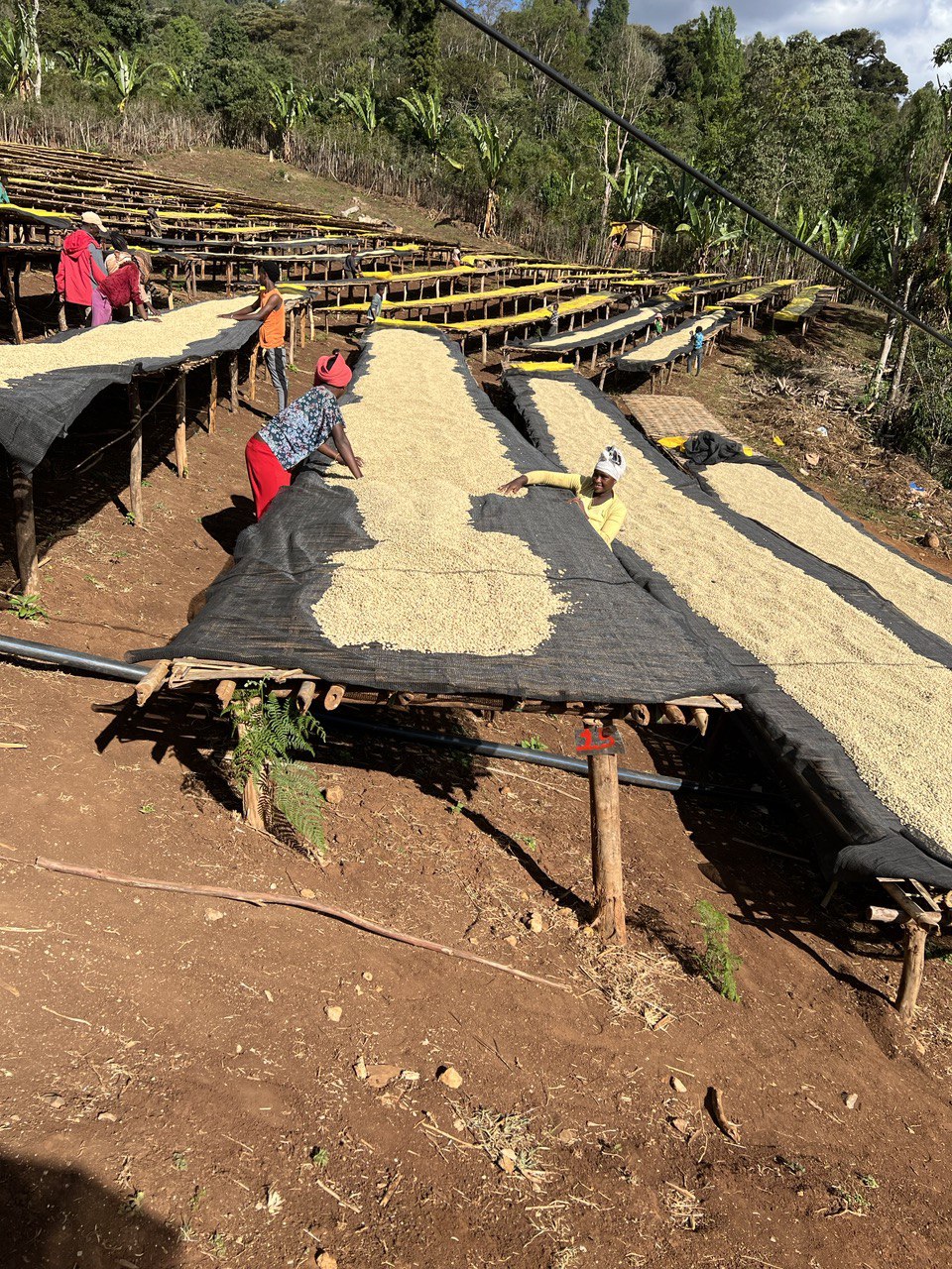 DRINK-182 / ETHIOPIA HABTAMU FIKADU AGA, JEJEBA OUTGROWERS: LIGHT MEDIUM