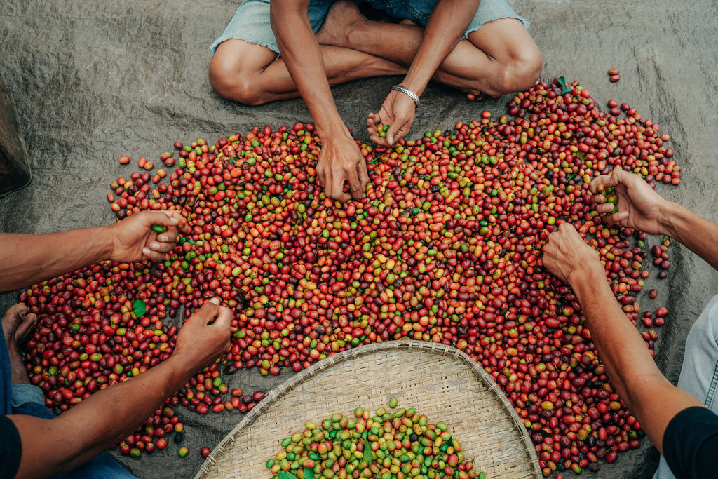 INSTANT POUR OVER PACK: SUMATRA ANAEROBIC WET HULL: LIGHT MEDIUM