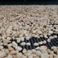 GOD SAVE THE BEANS / COLOMBIA EL OBRAJE CATURRA WASHED: LIGHT MEDIUM