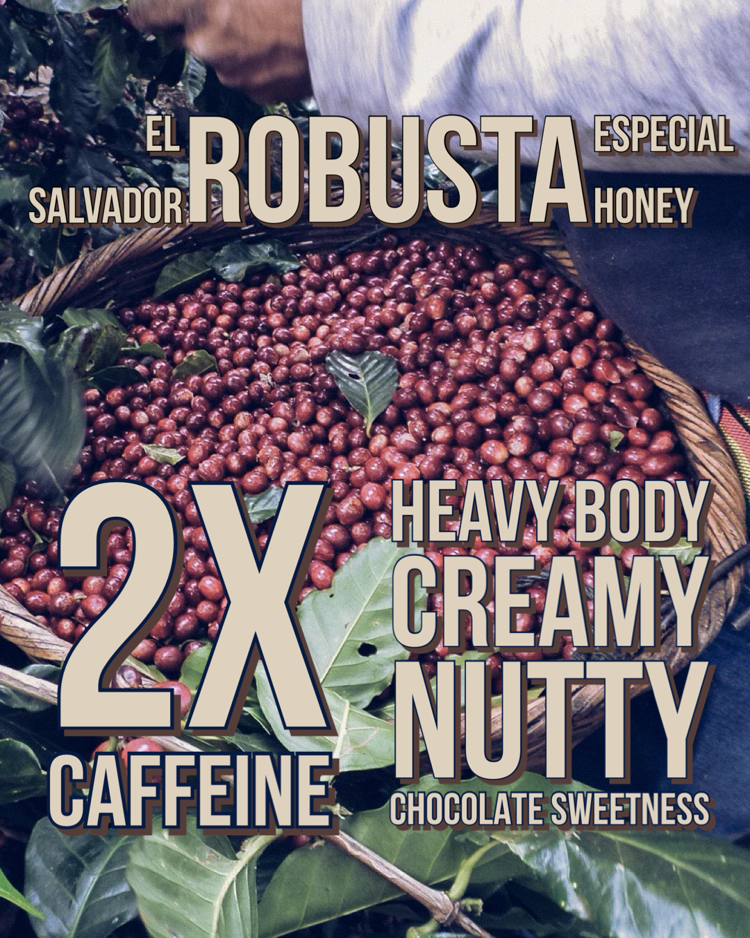 THE NUMBER OF THE BEANS / EL SALVADOR ROBUSTA HONEY ESPECIAL: DARK