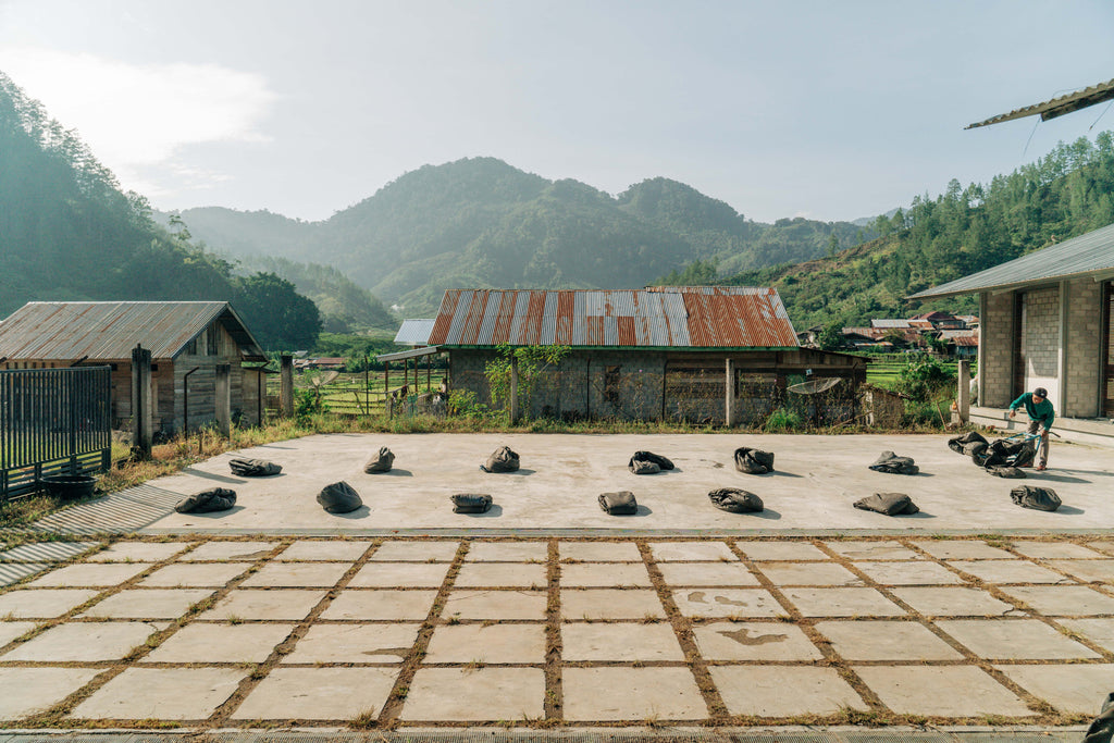 INSTANT POUR OVER PACK: SUMATRA ANAEROBIC WET HULL: LIGHT MEDIUM