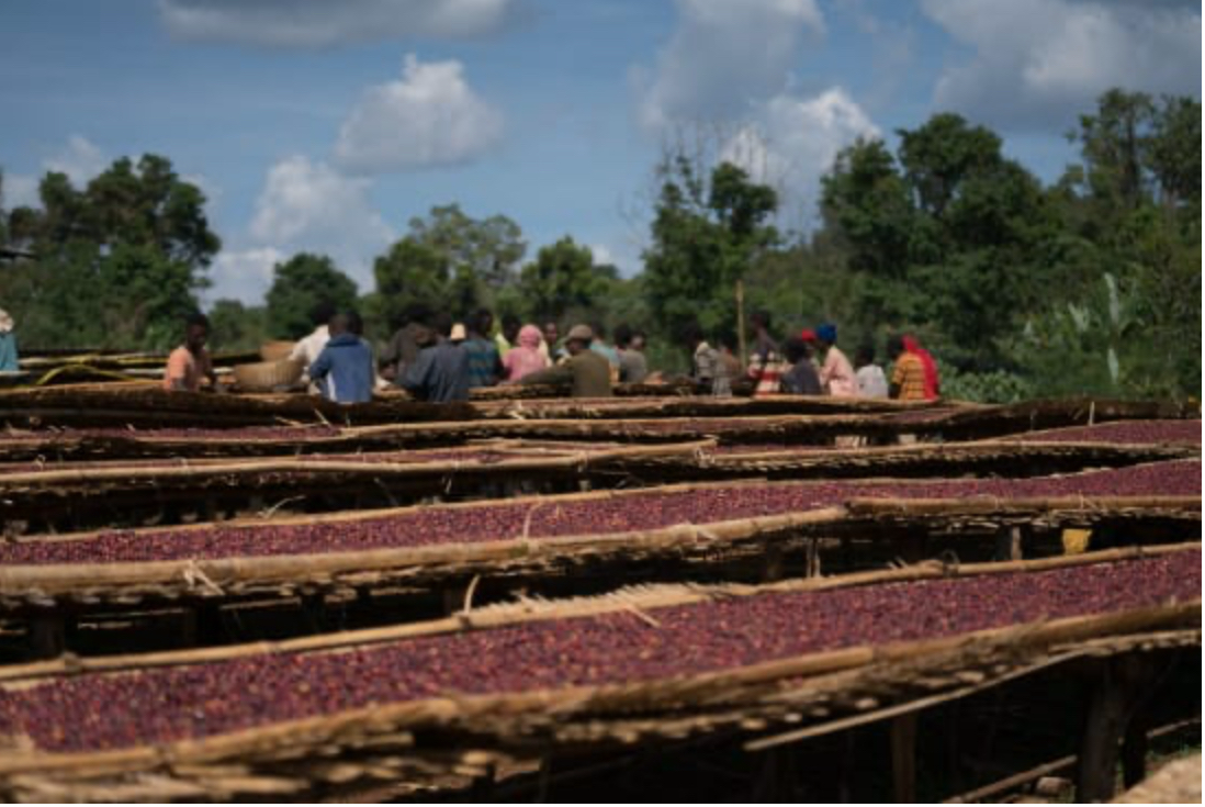 ALL THE SMALL BEANS / ETHIOPIA HONEY SIDAMA: LIGHT