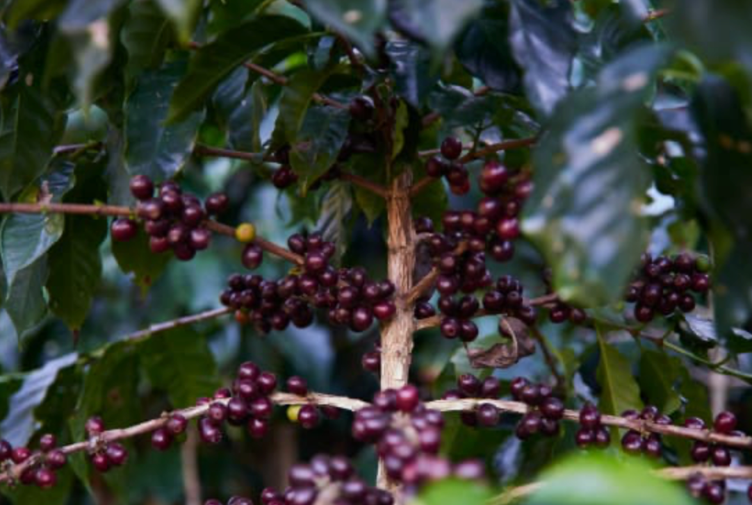 BREWIO / 80s NEW WAVE BLEND: MEDIUM