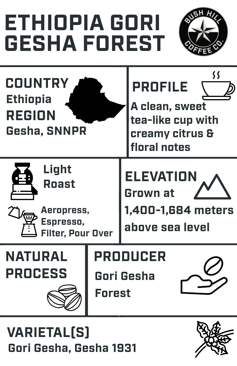 EXTRACTING DRAGONS: RATIO ACTIVE / ETHIOPIA GORI GESHA FOREST NATURAL: LIGHT