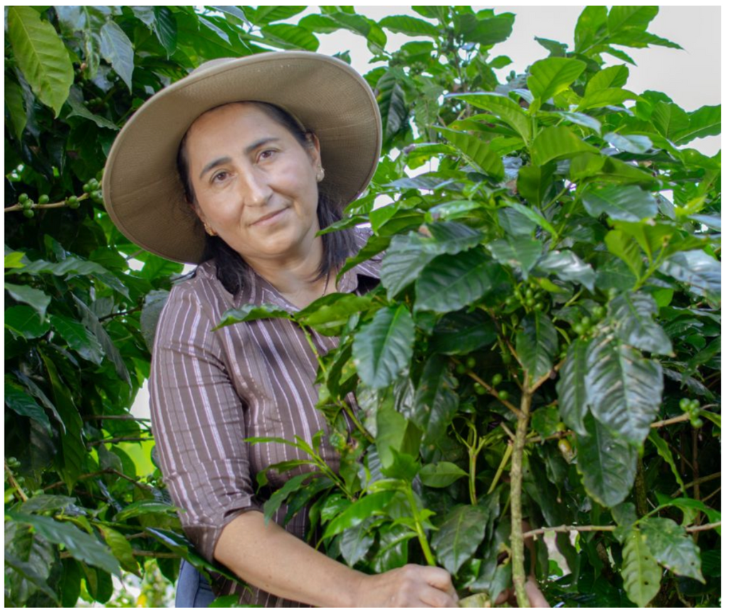 HOUSE OF BEAN / COSTA RICA TARRAZU LA PASTORA: MEDIUM