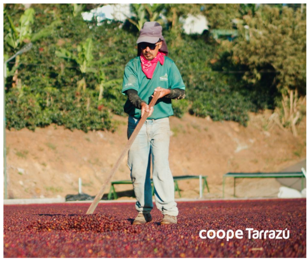 HOUSE OF BEAN / COSTA RICA TARRAZU LA PASTORA: MEDIUM