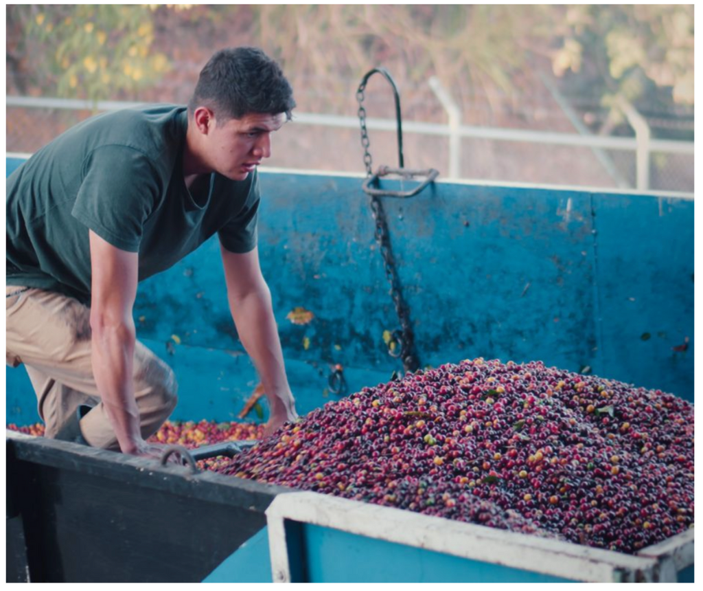 HOUSE OF BEAN / COSTA RICA TARRAZU LA PASTORA: MEDIUM