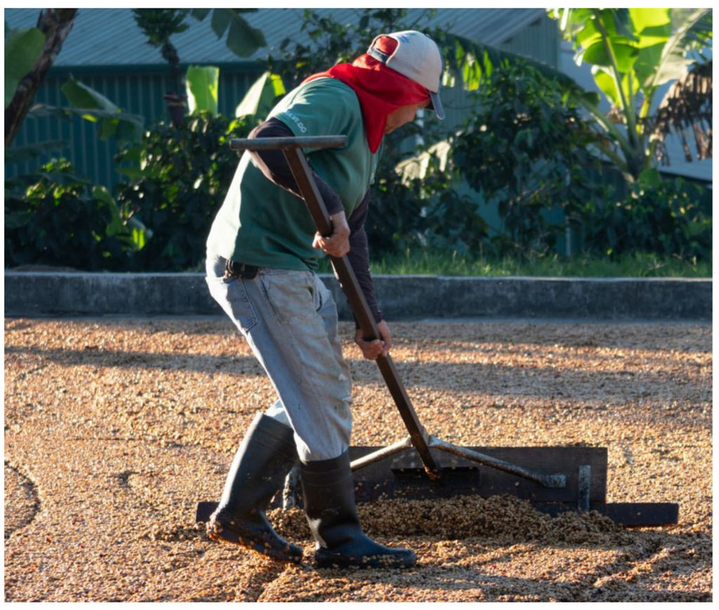 HOUSE OF BEAN / COSTA RICA TARRAZU LA PASTORA: MEDIUM