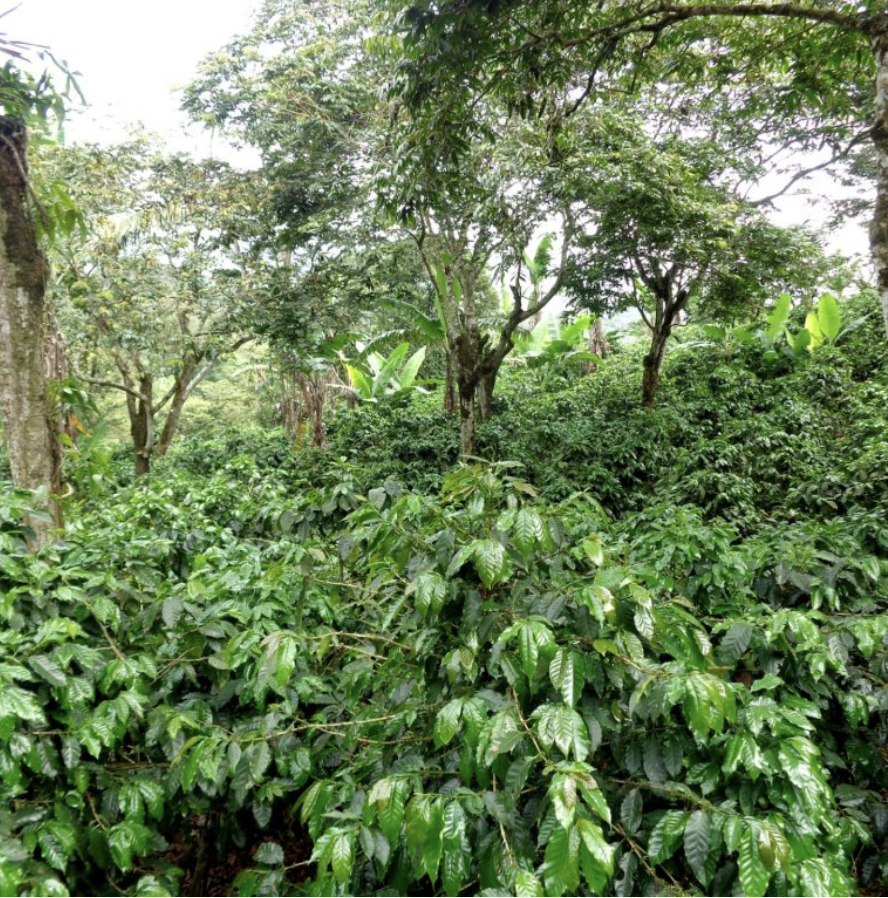 MUG SHACK / COSTA RICA ANAEROBIC WASHED : LIGHT MEDIUM