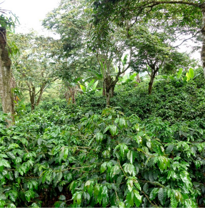 COSTA RICA ANAEROBIC WASHED / MUG SHACK