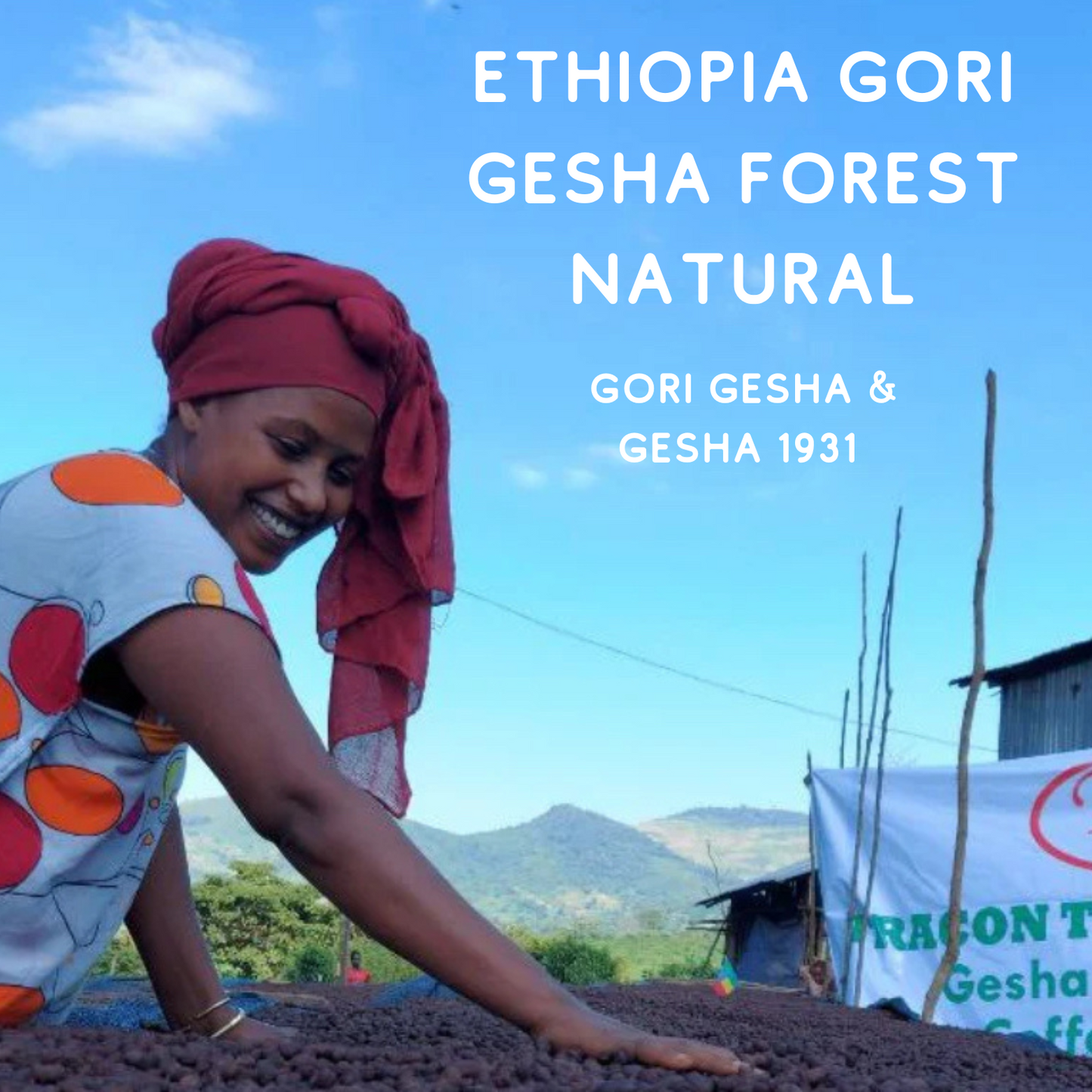 EXTRACTING DRAGONS: RATIO ACTIVE / ETHIOPIA GORI GESHA FOREST NATURAL: LIGHT