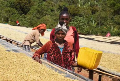 ETHIOPIA WEST ARSI REFISA / BREWIO