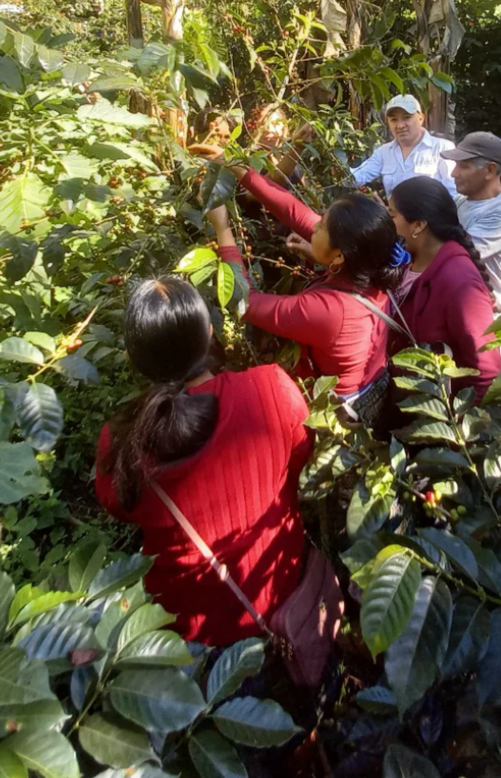 ROAST:GROUNDS FOR HEALTH / GUATEMALA HUEHUETENANGO HER COFFEE: MEDIUM