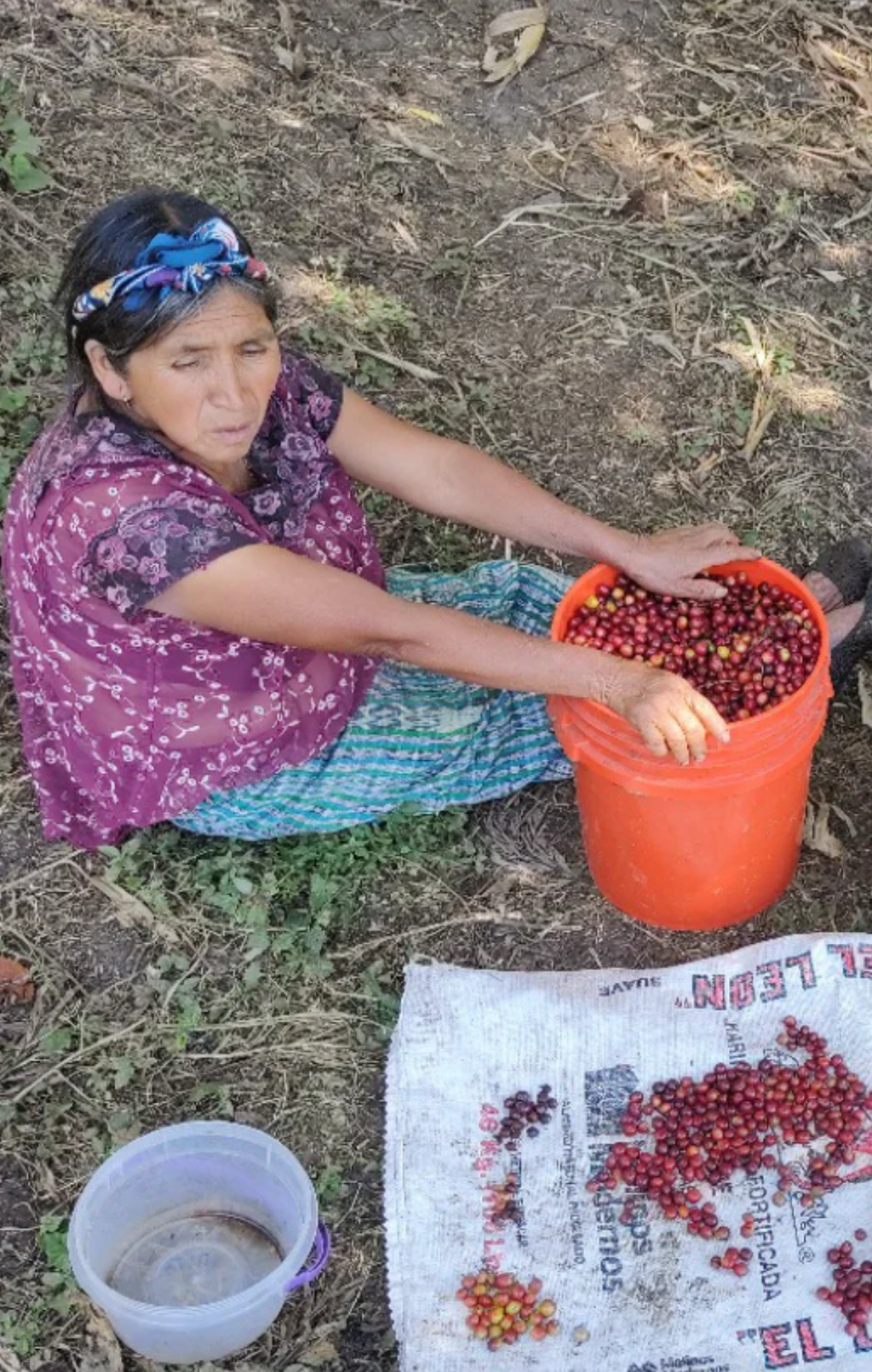 ROAST:GROUNDS FOR HEALTH / GUATEMALA HUEHUETENANGO HER COFFEE: MEDIUM
