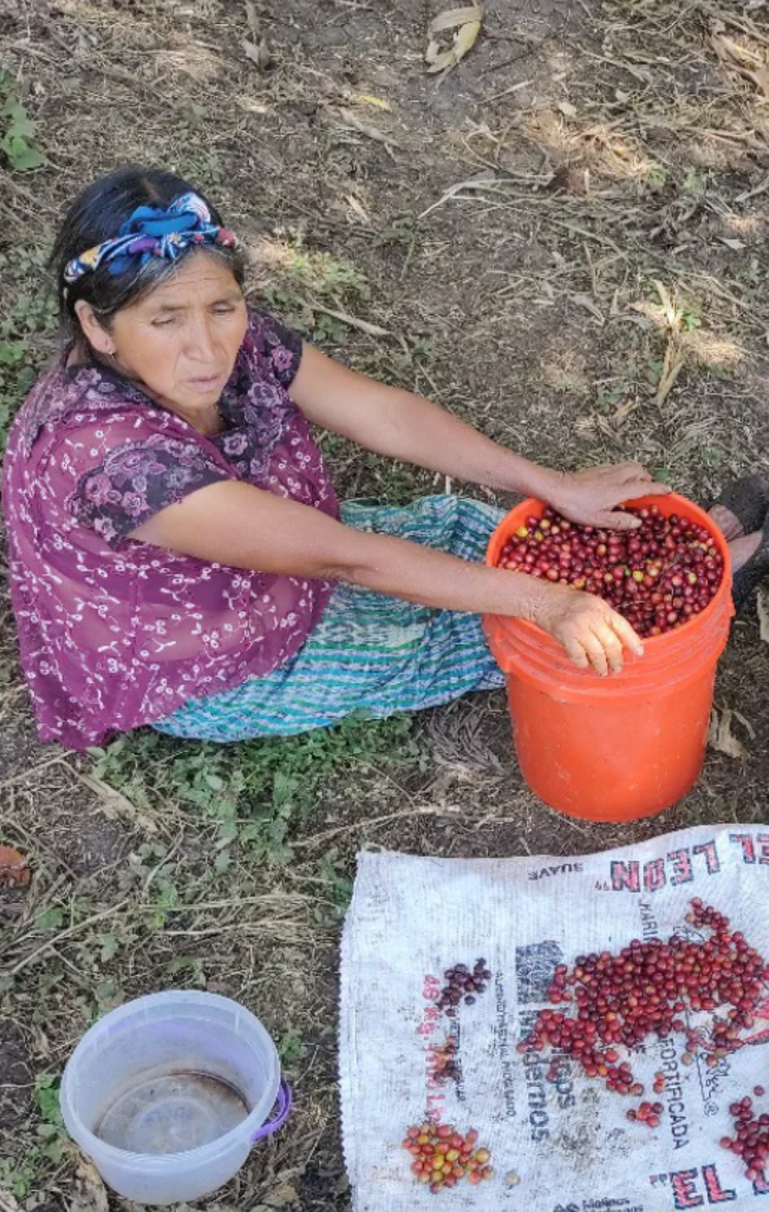 ROAST:GROUNDS FOR HEALTH / GUATEMALA HUEHUETENANGO HER COFFEE: MEDIUM