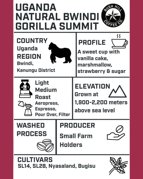 ARABICA VULGARIS / UGANDA BWINDI GORILLA SUMMIT : LIGHT MEDIUM