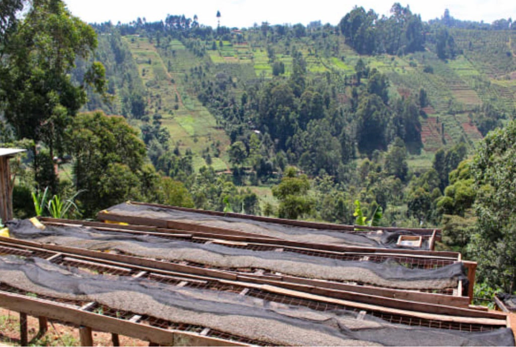 ARABICA VULGARIS / KENYA GATOMBOYA AB 8oz