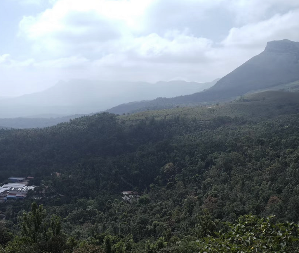 BEAN DAY / INDIA RATNAGIRI ESTATE SEQUENTIAL WASHED: MEDIUM