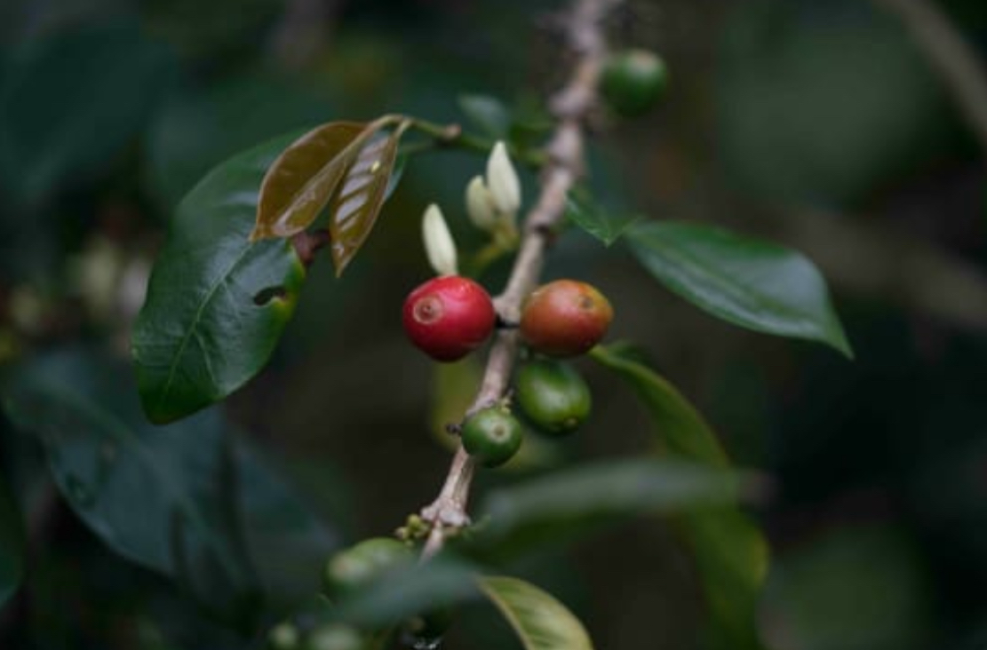 DECAF OR DIE TRYING / COLOMBIA DECAF DE CANA - HUILA : MEDIUM