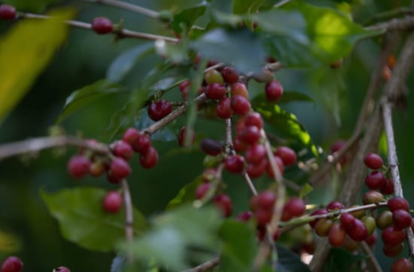 ARABICA VULGARIS / KAYON MOUNTAIN SHAKISO NATURAL: LIGHT MEDIUM