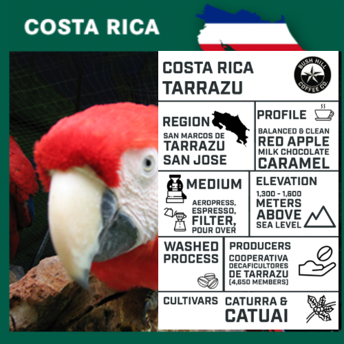 HOUSE OF BEAN / COSTA RICA TARRAZU LA PASTORA: MEDIUM