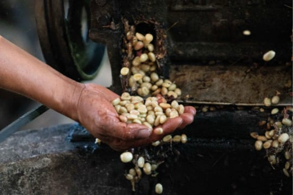 INSTANT POUR OVER SINGLE PACK: PERU MICROLOT - OSCAR ABAD WASHED GESHA