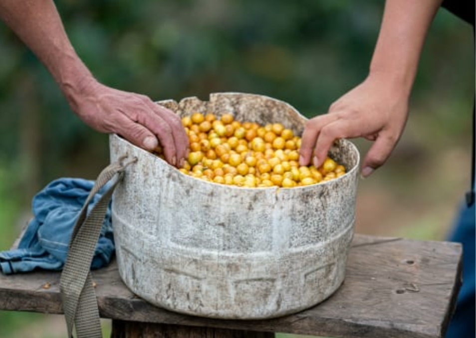 INSTANT POUR OVER SINGLE PACK: PERU MICROLOT - OSCAR ABAD WASHED GESHA