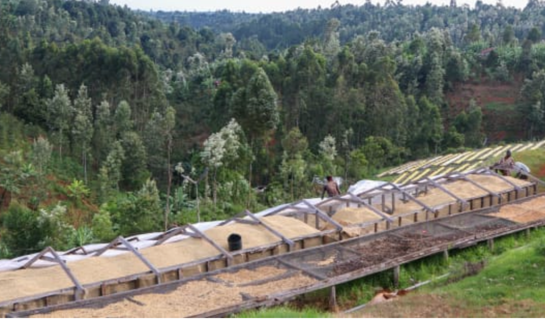 ARABICA VULGARIS / KENYA GATOMBOYA AB 8oz