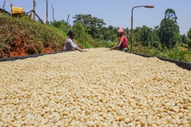 ARABICA VULGARIS / KENYA GATOMBOYA AB