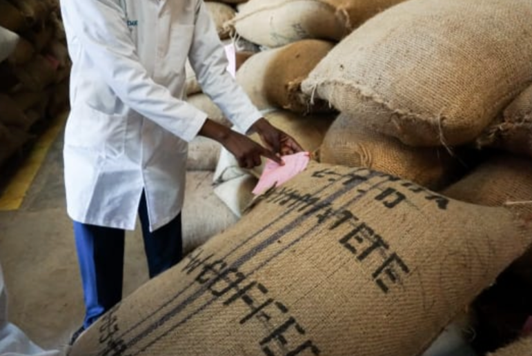 ARABICA VULGARIS / KENYA GATOMBOYA AB