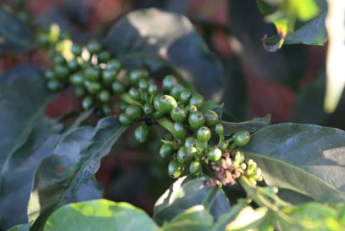 ARABICA VULGARIS / KENYA GATOMBOYA AB