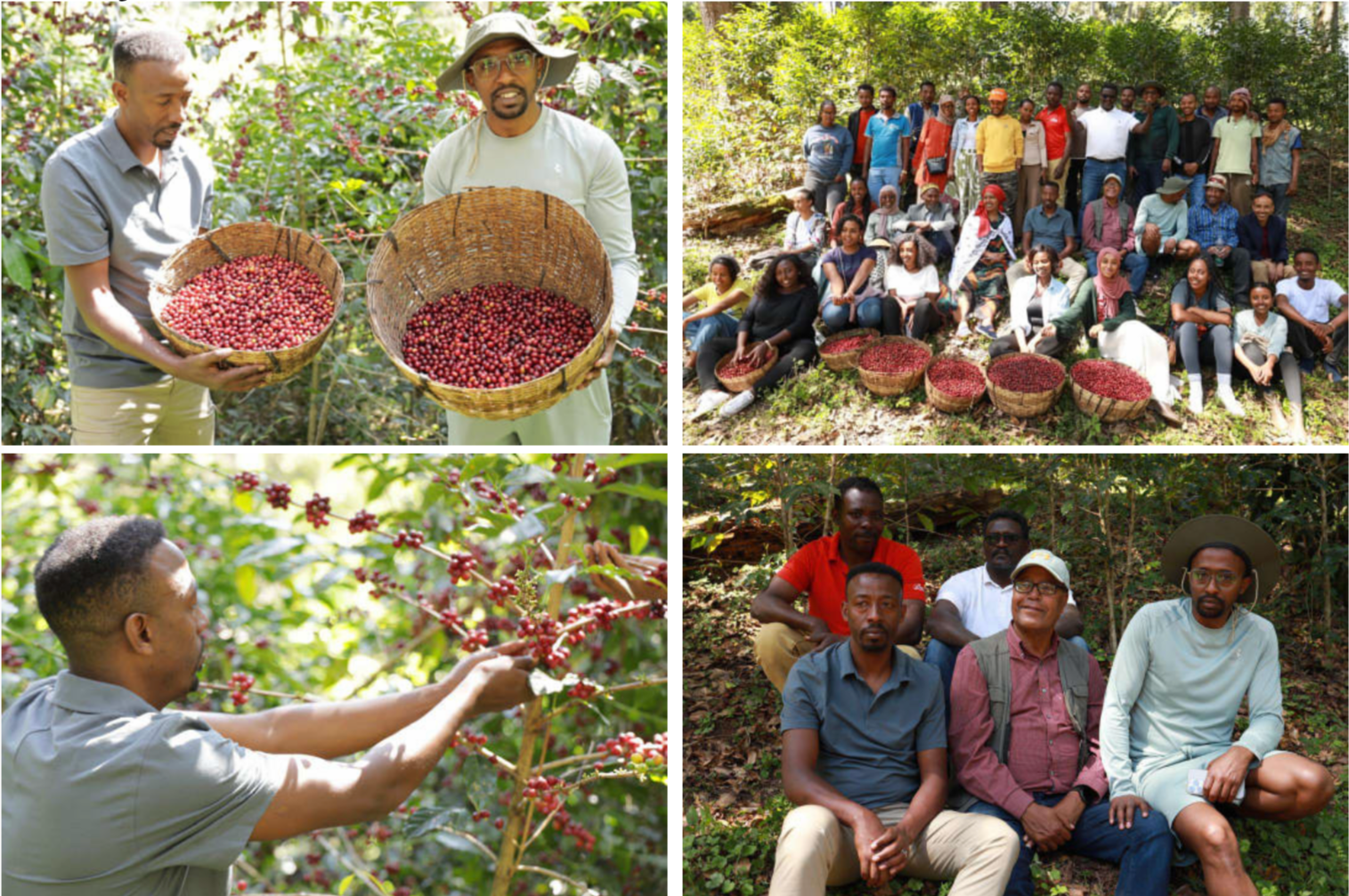 ARABICA VULGARIS / KAYON MOUNTAIN SHAKISO NATURAL: LIGHT MEDIUM